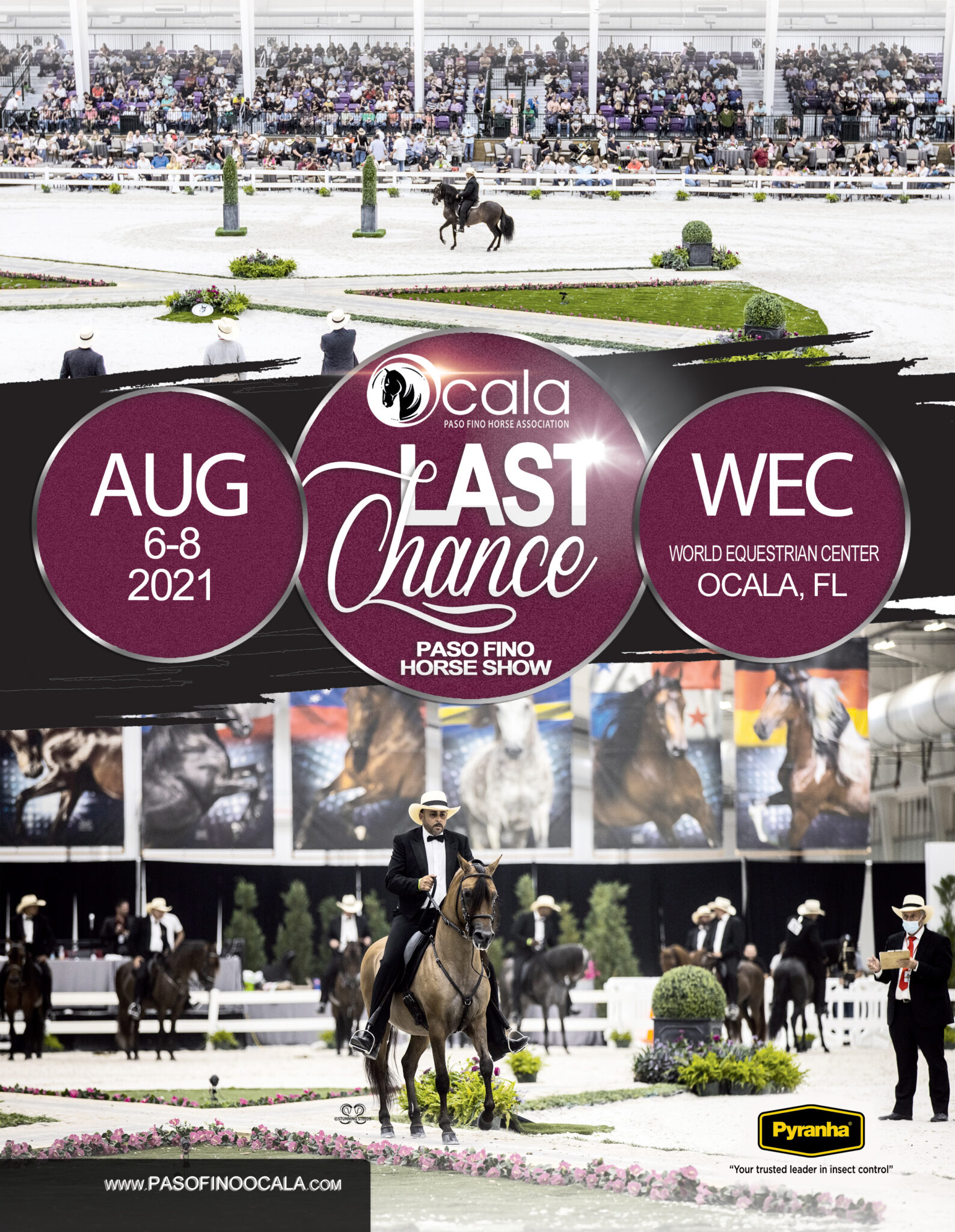 Last Chance 2021 Ocala Paso Fino Horse Association